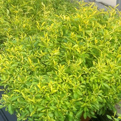 Alternanthera True Yellow