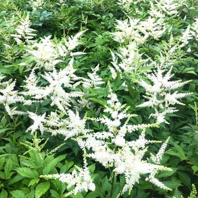 Astilbe sim. Snow Drift