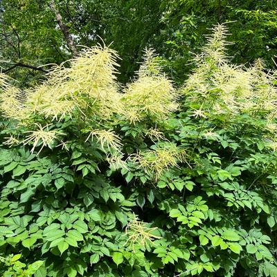 Aruncus dioicus 