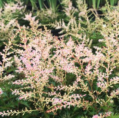 Astilbe sim. Sprite