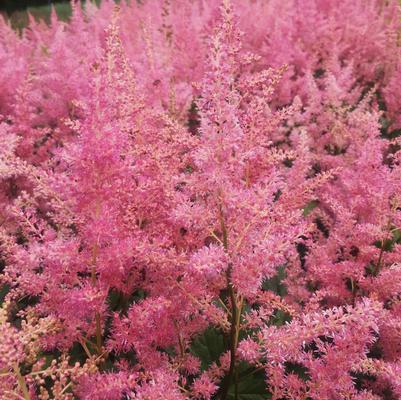 Astilbe jap. Rheinland