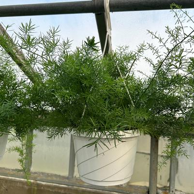 Asparagus Hanging Basket FuzzyFern Frizz