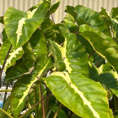 Colocasia Royal Hawaiian Maui Sunrise