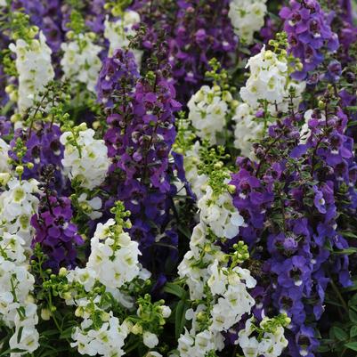 Angelonia Serena Waterfall Mix