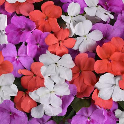 Impatiens Beacon Pearl Island Mix