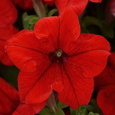 Petunia Pretty Grand Red