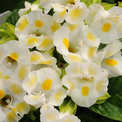 Torenia Kauai Lemon Drop