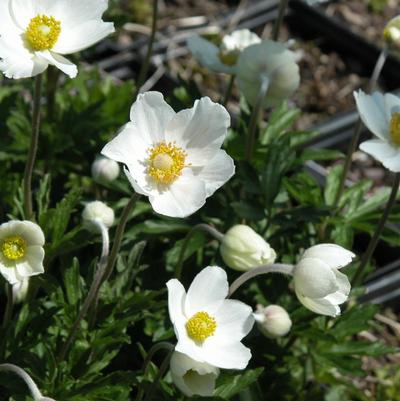 Anemone sylvestris 