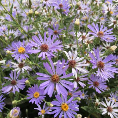 Aster lae. Bluebird