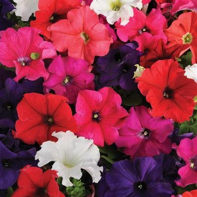 Petunia Pretty Grand Formula Mix