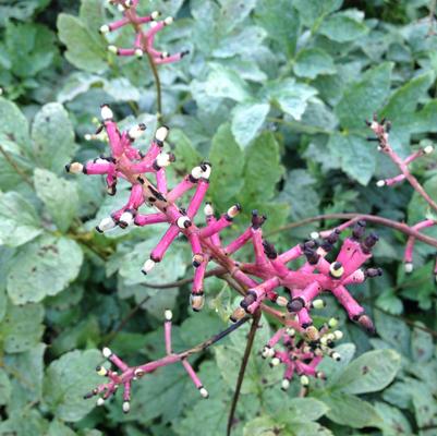 Actaea pachypoda 