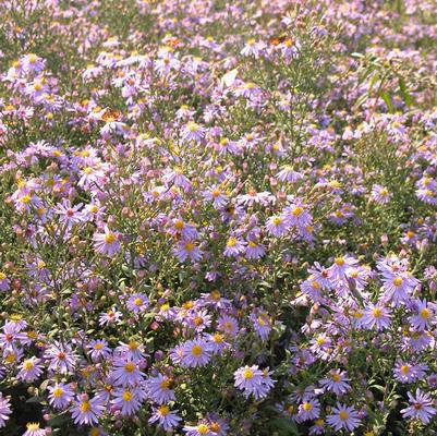 Aster cordifolius 