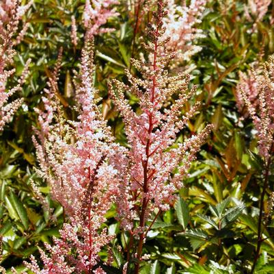 Astilbe are. Erika