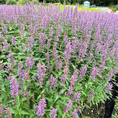 Agastache Purple Haze