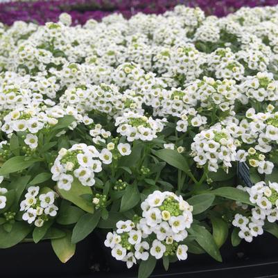 Alyssum Clear Crystal White