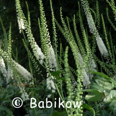 Actaea racemosa 