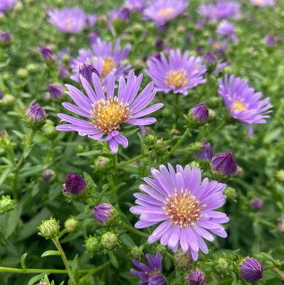 Aster Woods Light Blue