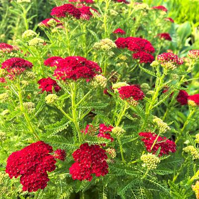 Achillea mil. Pomegranate