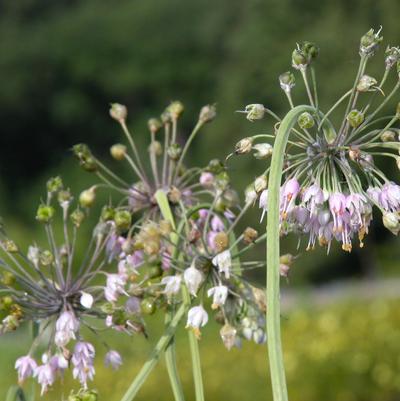 Allium cernuum 