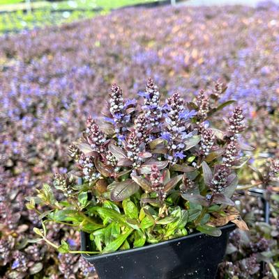 Ajuga Chocolate Chip