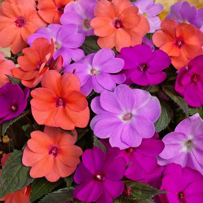 Impatiens SunPatiens Compact Hawaiian Sunset Mix