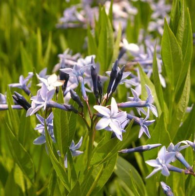 Amsonia Blue Ice