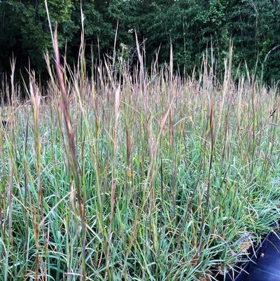 Andropogon virginicus 