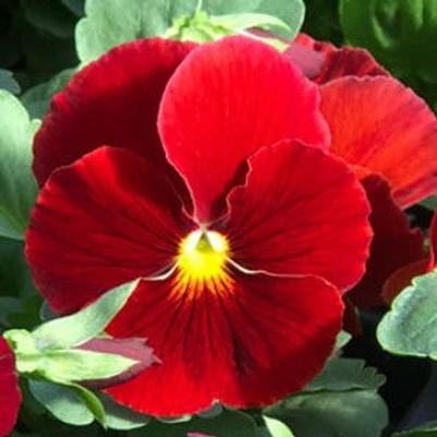 Fall Pansies/Violas, Ornamentals and Kale