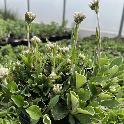 Antennaria plantaginifolia 