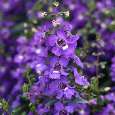 Angelonia Serena Blue Improved