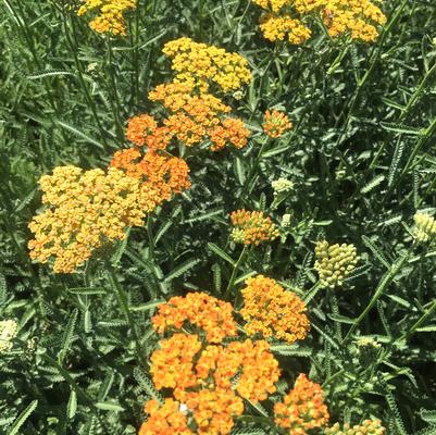 Achillea Terracotta