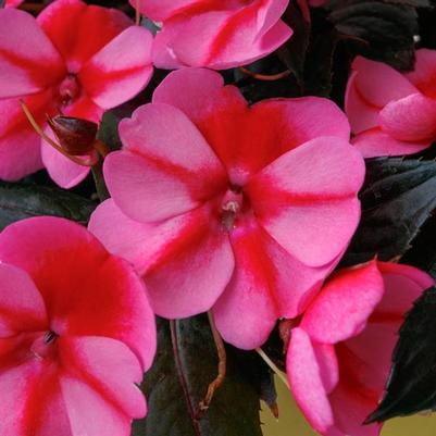 Impatiens Sunpatiens Compact Red Candy