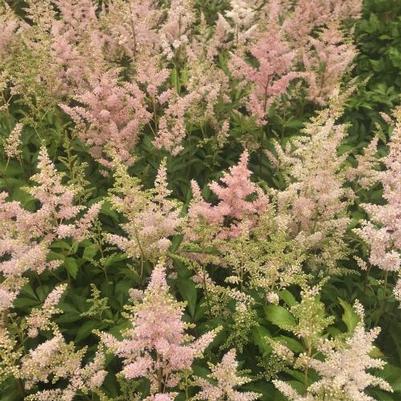 Astilbe jap. Peach Blossom