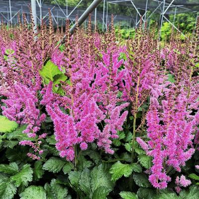 Astilbe chi. Visions