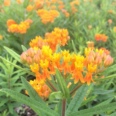 Asclepias tub. Gay Butterflies