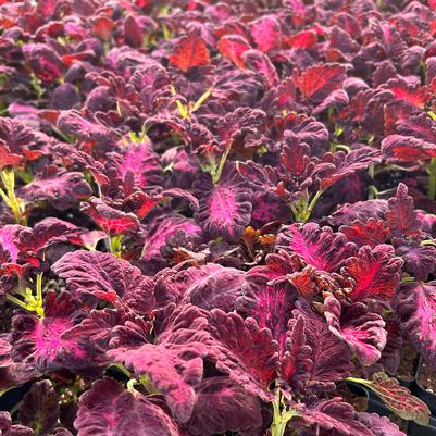 Coleus Black Dragon