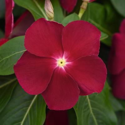 Vinca Titan Cranberry