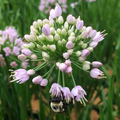 Allium Summer Beauty