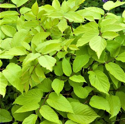 Aralia cordata Sun King