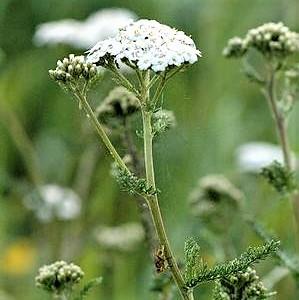 Achillea millefolium 