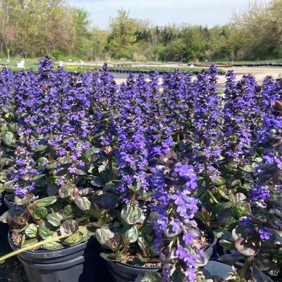 Ajuga Catlin's Giant