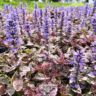 Ajuga Burgundy Glow