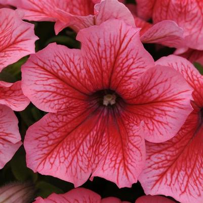 Petunia Pretty Grand Summer