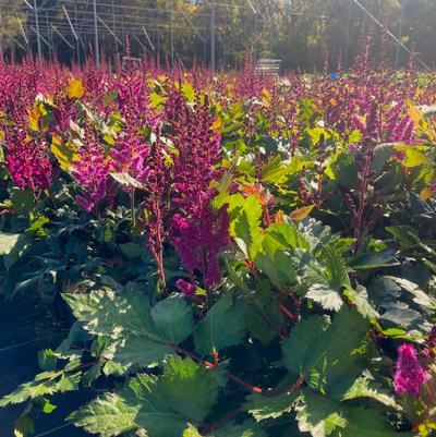 Astilbe chi. Vision in Red