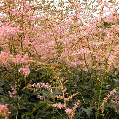 Astilbe sim. Henny Graafland