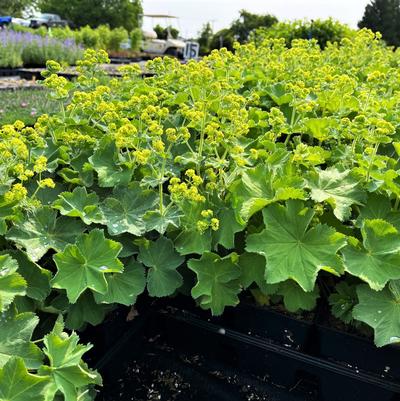 Alchemilla mollis 