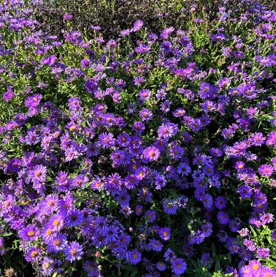 Aster Woods Purple