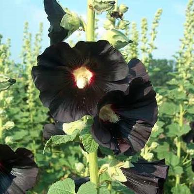 Alcea Nigra