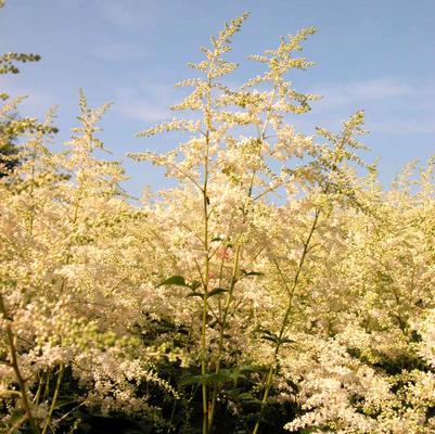 Astilbe are. Bridal Veil