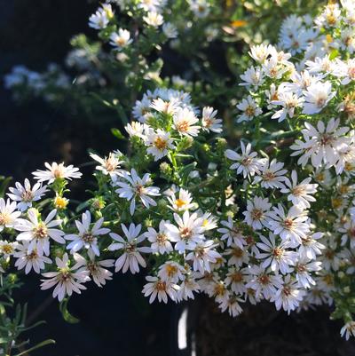 Aster eri. Snow Flurry